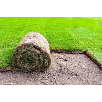 Lawn Grass